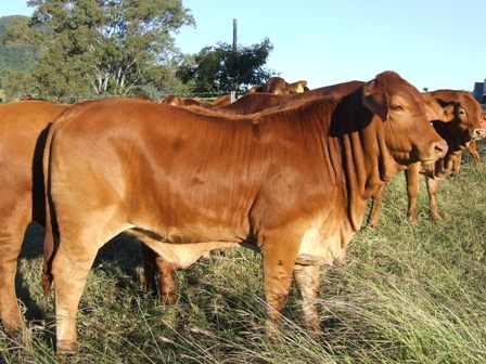 Vale View Ripper Heifer Calf